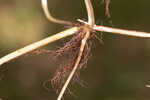 Carolina grasswort